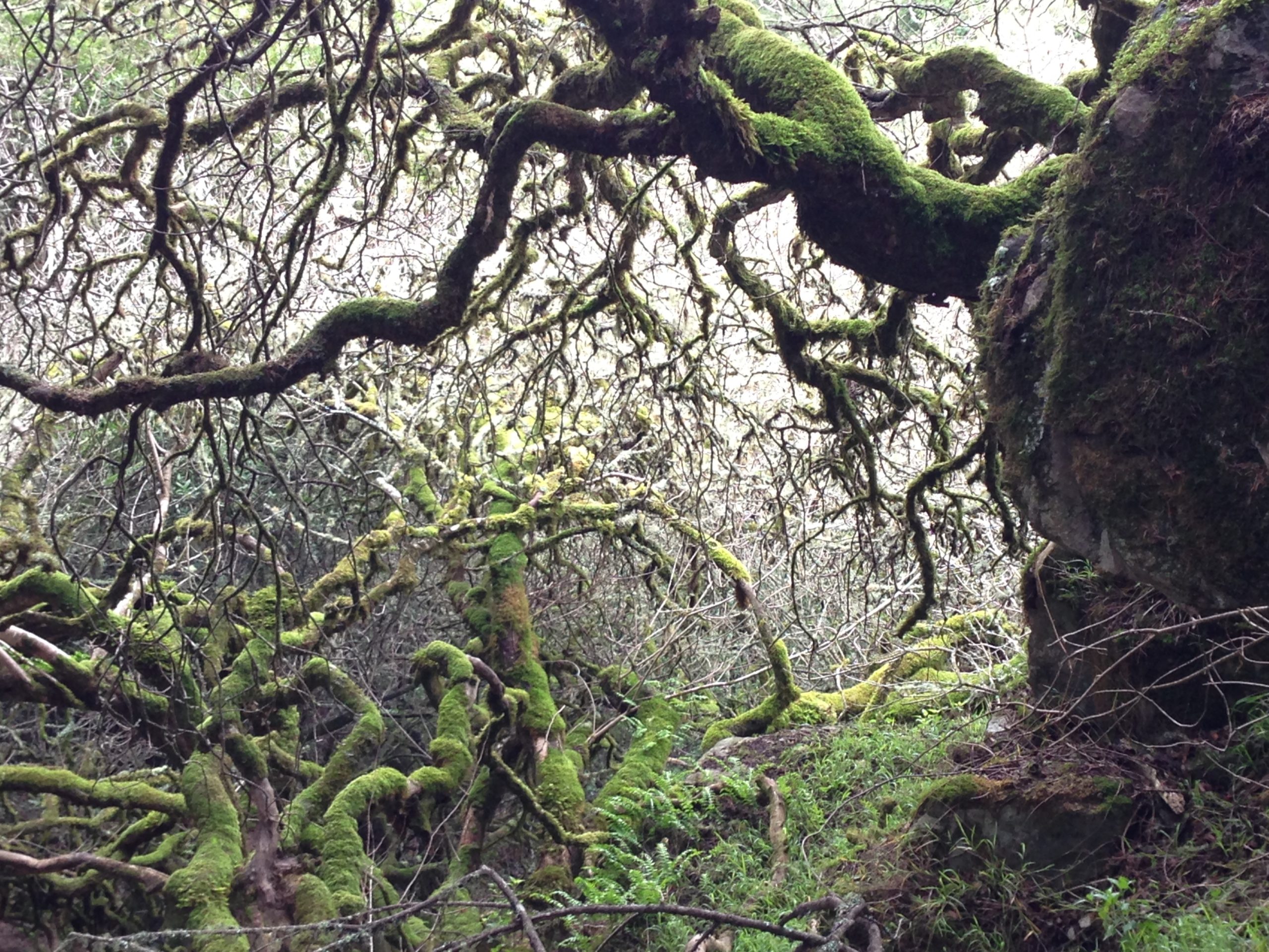Gnarled oak tree branches at Mt Tamalpais State Park