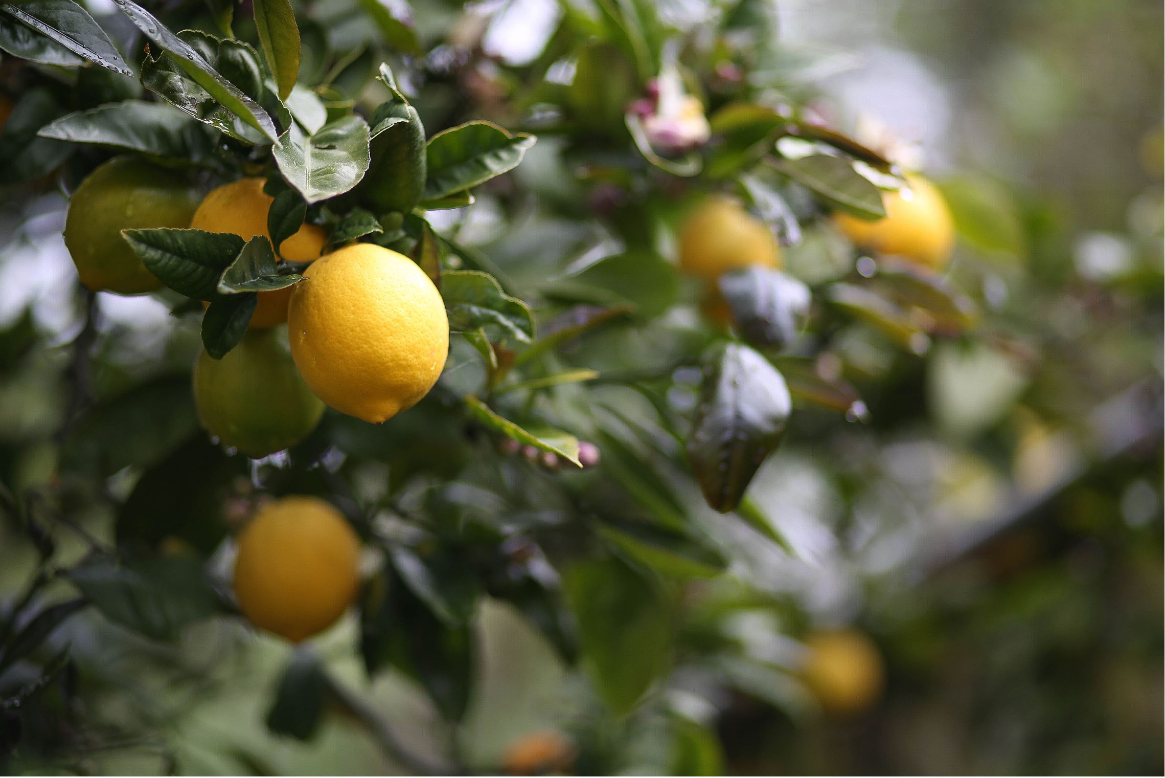 Lemon Tree