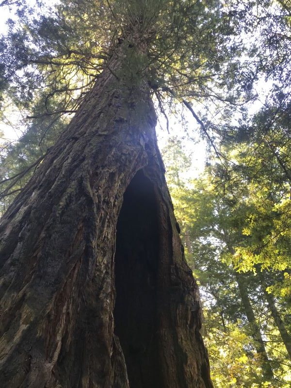 Redwood Tree in the Russian River Valley