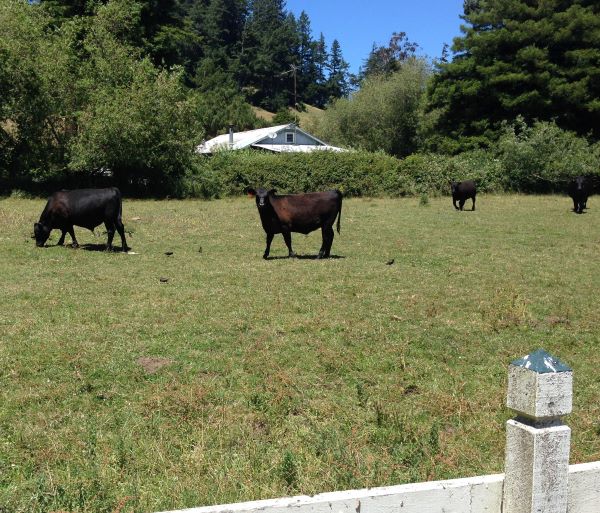 Cows grazing in the meadow near Duncan Mills in the Russian River Valley