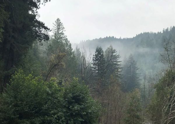 Fog rolling in behind trees in the Russian River Valley forest